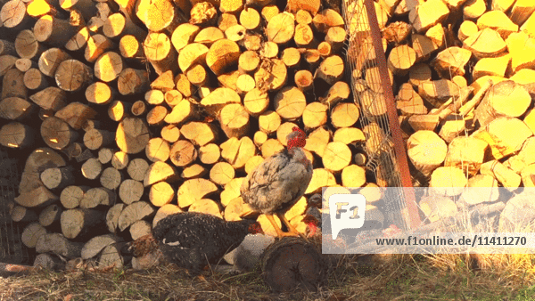Zwei Hühner in der Nähe eines Holzstapels
