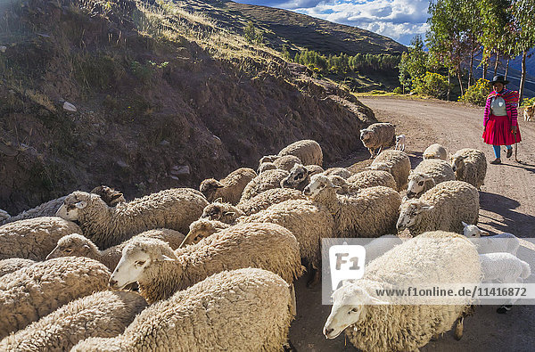 'A Quechua sheppard moves her flock of sheep along a road in the mountainous Cusco region of Peru wearing the dress of the traditional indigenous Quechua culture; Cusco Peru'