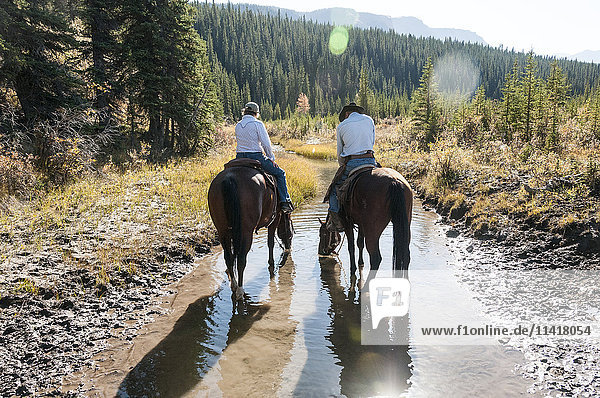 'Horses drinking from a stream during a horseback ride  Clearwater County; Alberta  Canada '