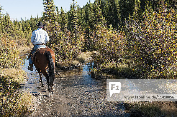 'Cowboy and horse in creek  Clearwater County; Alberta  Canada'