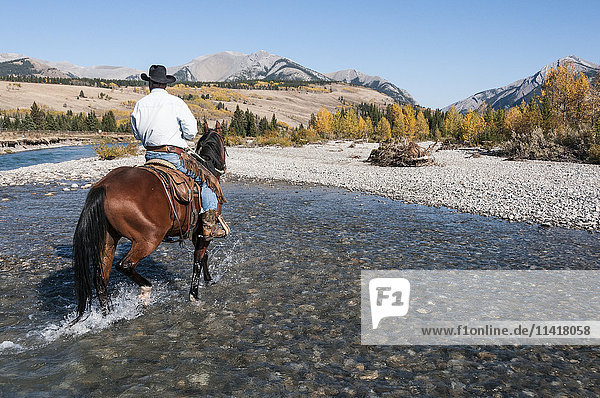 'Cowboy and horse crossing river  Clearwater county; Alberta  Canada'