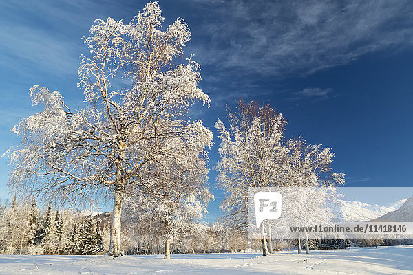 'Birch trees covered in hoar frost on Arctic Valley Road in winter; Anchorage  Alaska  United States of America'