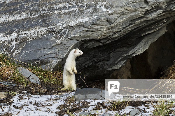 'Short-tailed weasel (Mustela erminea) standing alert  Portage Valley  South-central Alaska; Alaska  United States of America'