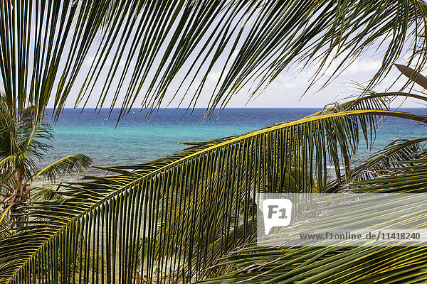 Nahaufnahme einer Palme mit Meer; St. Croix  US Virgin Islands'.