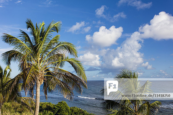 Ein bunter Blick auf Palmen mit blauem Himmel und bauschigen Wolken; St. Croix  US Virgin Islands'.