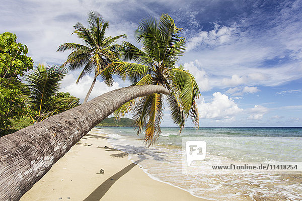 Eine prächtige Palme erstreckt sich über den Strand; St. Croix  US Virgin Islands'.