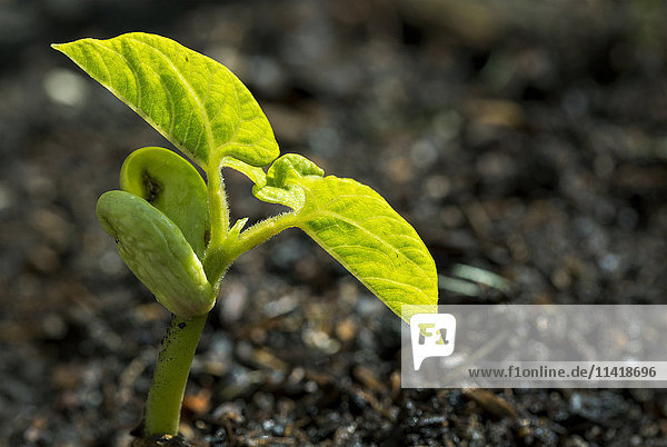 'Close up of a bean seedling at the two leaf stage; Calgary  Alberta  Canada'