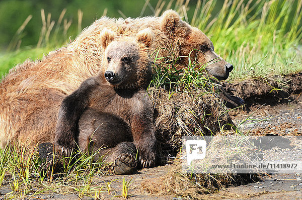 Braunbär (ursus arctos)  Sau und Jungtier  Katmai National Park; Alaska  Vereinigte Staaten o