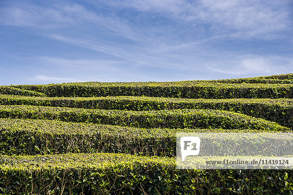 Die Teeplantage Gorreana auf den Azoren ist der einzige Ort in Europa  an dem Tee angebaut wird; Sao Miguel  Azoren  Portugal .