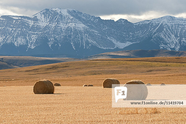 'Foothills in Alberta with golden fields and hay bales and Canadian Rocky mountains in the distance; Alberta  Canada'