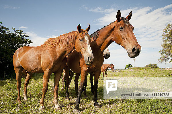 Neugierige Pferde auf einer Weide; Argentinien'.