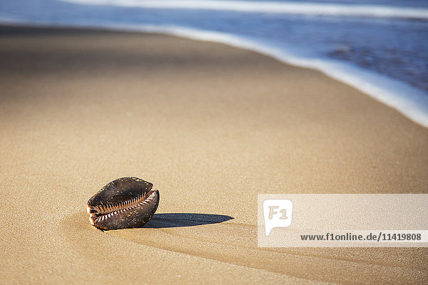 'Große Kaurimuschel am Strand; Maui  Hawaii  Vereinigte Staaten von Amerika'.