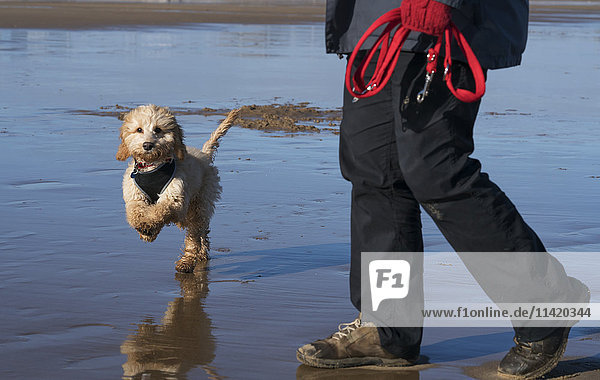 'A small dog runs on the wet beach as the owner walks along holding the leash; South Shields  Tyne and Wear  England'