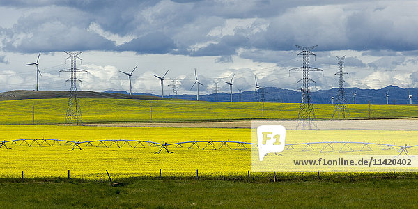 'Irrigation on canola field with rocky mountains and wind turbines in the distance; Pincher Creek  Alberta  Canada'