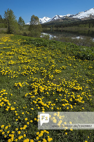 'Lower Summit Lake and dandelions on the shore  mile 47 Seward Highway  South-central Alaska; Alaska  United States of America'