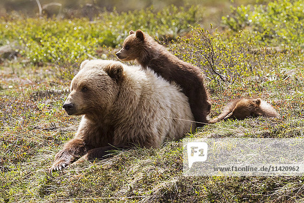 Grizzlybär (ursus arctos horribilis) und Zwillingsbären  die zum Schutz in der Nähe der Mutter bleiben  Denali National Park and Preserve  Süd-Zentral-Alaska; Alaska  Vereinigte Staaten von Amerika'.