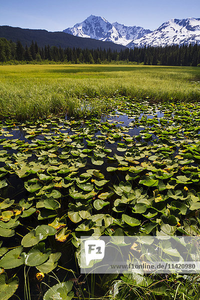 Ein kleiner Sumpf/Teich bei Meile 14 des Seward Highway  gefüllt mit Seerosenblättern; Alaska  Vereinigte Staaten von Amerika'.