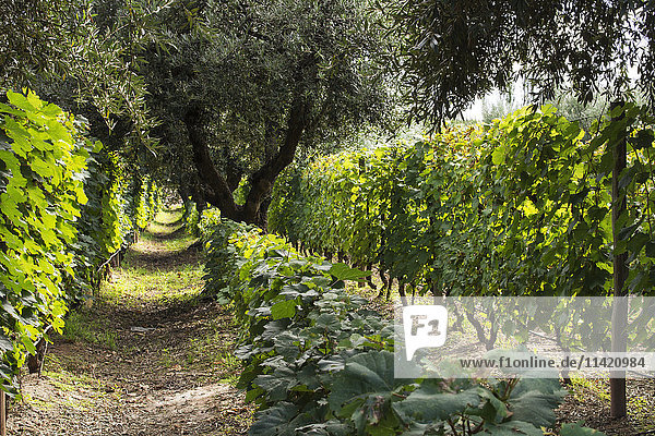 Eine Reihe von Olivenbäumen trennt Reihen von Weinstöcken; Mendoza  Provinz Mendoza  Argentinien'.
