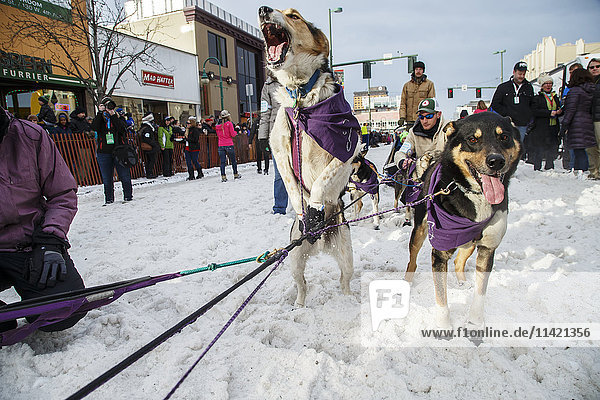 Jessie Royer's dog jumps to leave the start line during the Ceremonial Start of the 2016 Iditarod in Anchorage  Alaska.