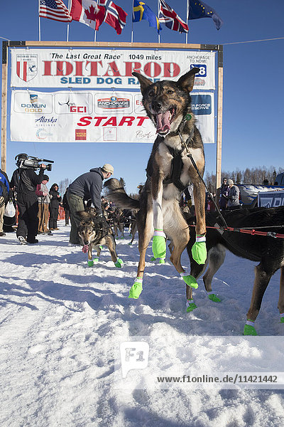 Ein Hund von Richie Diehl springt  als er beim Neustart des Iditarod 2016 in Willow  Alaska  auf den Start wartet.
