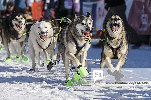 Mats Pettersson lead dogs dig in as they leave the start line during the Ceremonial Start of the 2016 Iditarod in Willow  Alaska.