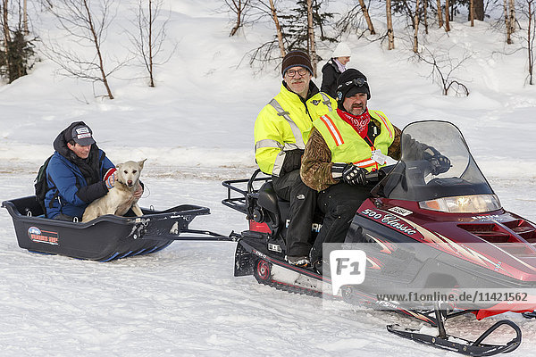 Volunteers take a dropped dog to the airstrip by snow machine at the Finger Lake checkpoint during Iditarod 2016  Alaska