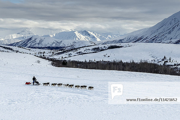 John Baker auf dem Trail in der Alaska Range im Ptarmigan Valley auf dem Weg nach Rohn vom Rainy Pass Checkpoint während des Iditarod 2016  Alaska.