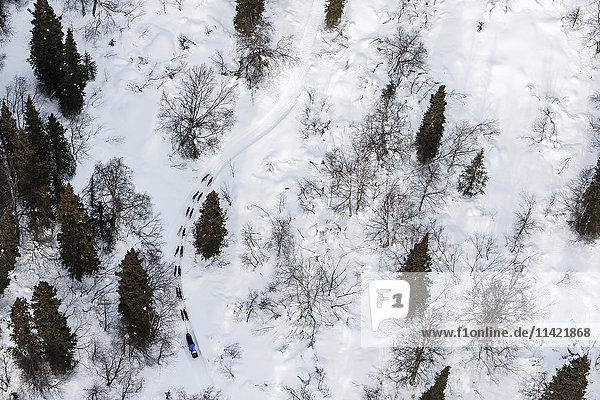 Aerial view of a dog team making their way through woods near the Happy River steps during the 2016 Iditarod Trail between the Finger Lake and Rainy Pass Checkpoints  Alaska.