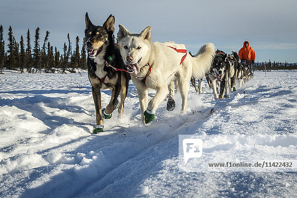 Scott Smith on the trail just before the Cripple checkpoint on during Iditarod 2016  Alaska.
