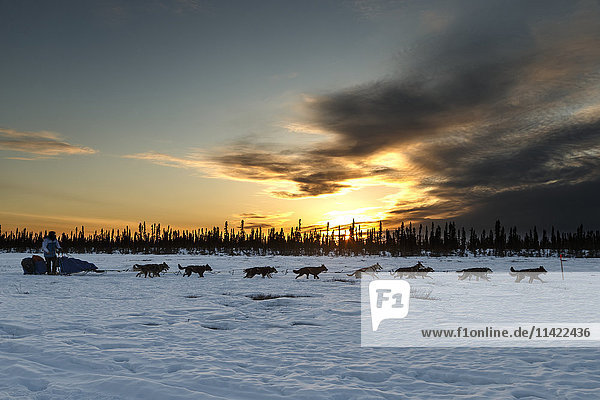Travis Beals läuft bei Sonnenuntergang auf dem Weg zum Cripple-Kontrollpunkt während des Iditarod 2016  Alaska.