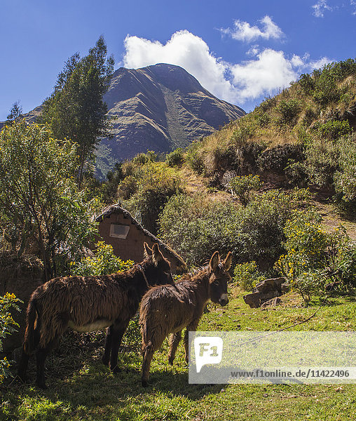 Esel (Equus africanus asinus) in der Nähe des Hauses ihres Halters in den Ausläufern der Anden in Andahuaylillas bei Cusco; Peru