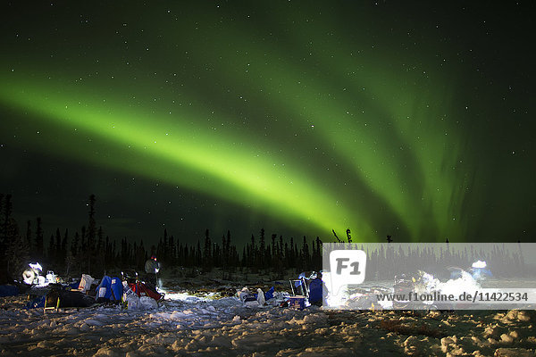 Mushers feed their dogs as the Northern lights light up the sky at the Cripple checkpoint during Iditarod 2016  Alaska.