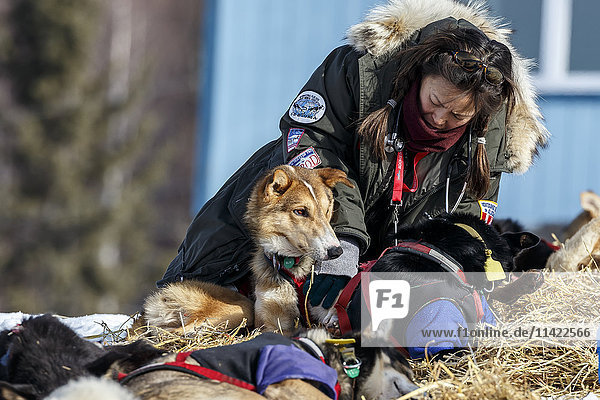 Die freiwillige Tierärztin Justine Lee untersucht einen Hund von Kelly Maixner am Ruby-Checkpoint während des Iditarod 2016  Alaska