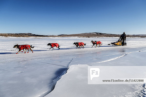 Robert Sorlie runs on the river ice a few miles before the Unalakleet checkpoint during the 2016 Iditarod  Alaska