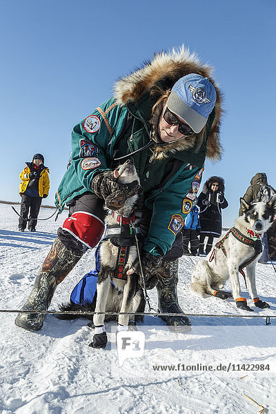 Volunteer veterinarian Jean Dieden examines Aliy Zirkle dogs at the White Mountain checkpoint during the 2016 Iditarod  Alaska