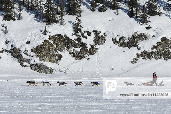 Aily Zirkle fährt während des Iditarod 2016 in Alaska den Trail zum White Mountain Checkpoint hinunter.