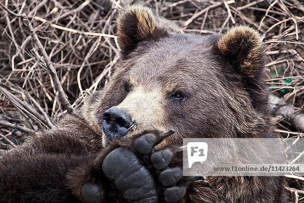Grizzlybär zwischen abgebrochenen Ästen ruhend  Sitka  Südost-Alaska  USA