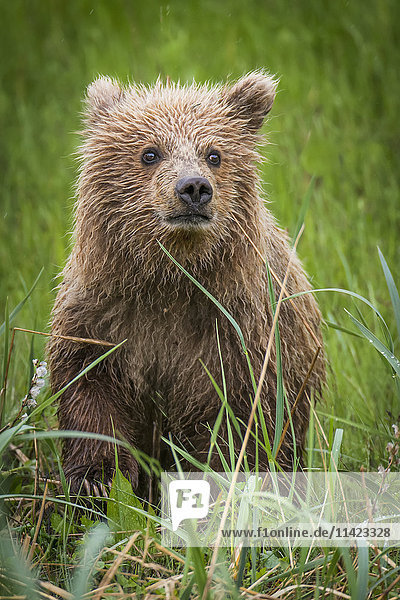 Brown bear cub standing on hind feet in grass near Salmon Creek Lodge  Lake Clark National Park  Southcentral Alaska  USA