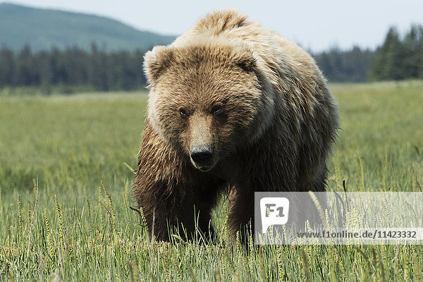 Large boar Brown bear standing in grass  Lake Clark National Park  Southcentral Alaska  USA