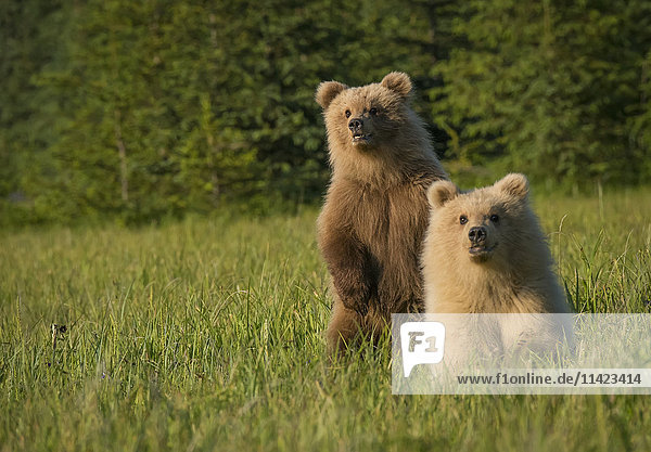 Twin Brown Bear cubs standing in grass  Lake Clark National Park  Southcentral Alaska  USA