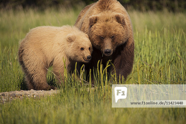 Sow Brown bear and cub in grass,  Lake Clark National Park,  Southcentral Alaska,  USA