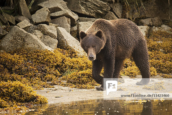 Brown bear walking on beach at Geographic Harbor  Southwest Alaska  USA