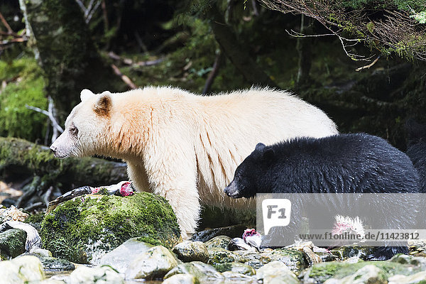 Geisterbär und Schwarzbärjunges fressen Lachs  Great Bear Rain Forest  British Columbia  Kanada