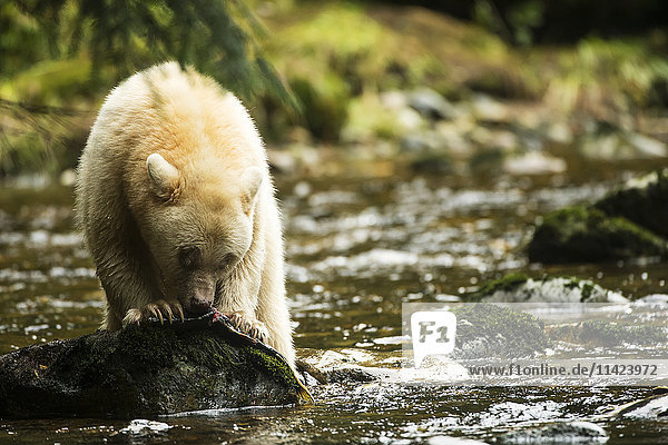 Geisterbär frisst einen Fisch in einem Bach  Great Bear Rain Forest  British Columbia  Kanada