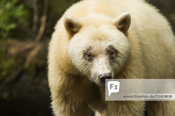 Nahaufnahme eines Spirit-Bären im Great Bear Rain Forest  Gribbell Island  British Columbia  Kanada