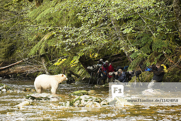Fotografen fotografieren einen Spirit Bear im Fluss  Great Bear Rainforest  British Columbia  Kanada