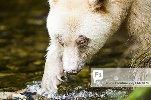 Nahaufnahme eines Spirit Bear  Blickkontakt  Great Bear Rainforest  British Columbia  Kanada