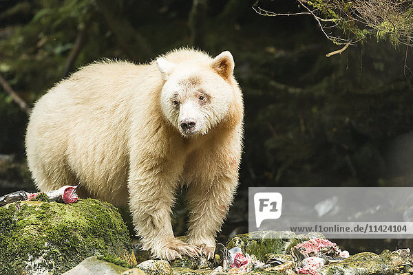 Nahaufnahme eines Spirit Bear  Great Bear Rainforest  British Columbia  Kanada