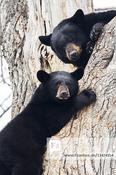FANG: Schwarzbärenmutter und ihr Junges in einem Cottonwood-Baum im Alaska Wildlife Conservation Center  Süd-Zentral-Alaska  USA