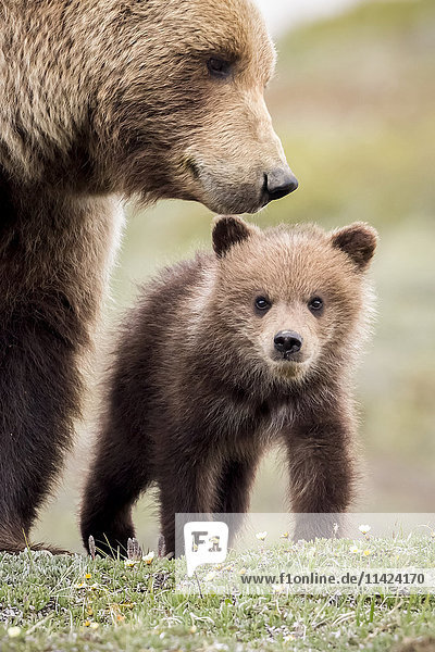 Grizzly-Jungtier mit Mutter in der Nähe der Parkstraße im Frühling  Denali-Nationalpark  Inner-Alaska  USA